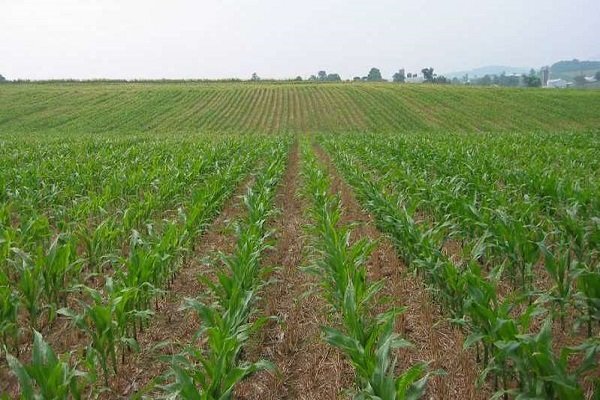 برداشت ذرت از ۳۸۰ هکتار زمینهای کشاورزی بندرعباس