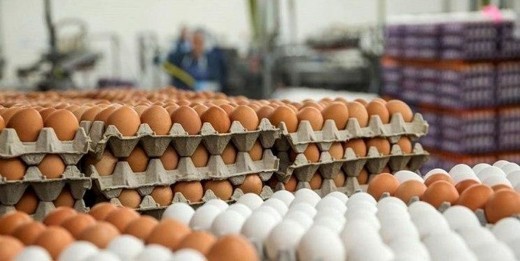 کشف تخم مرغ های خارج از شبکه توزیع در سمنان