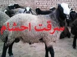 کشف ۱۶۱راس گوسفند قاچاق در خفر