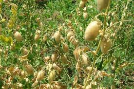 ۱۳ هزار هکتار در خراسان شمالی زیر کشت حبوبات دیم می‌رود