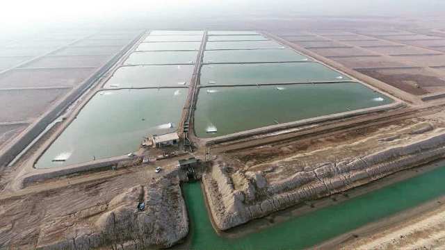 بیمه پرورش دهندگان میگو اختیاری شد