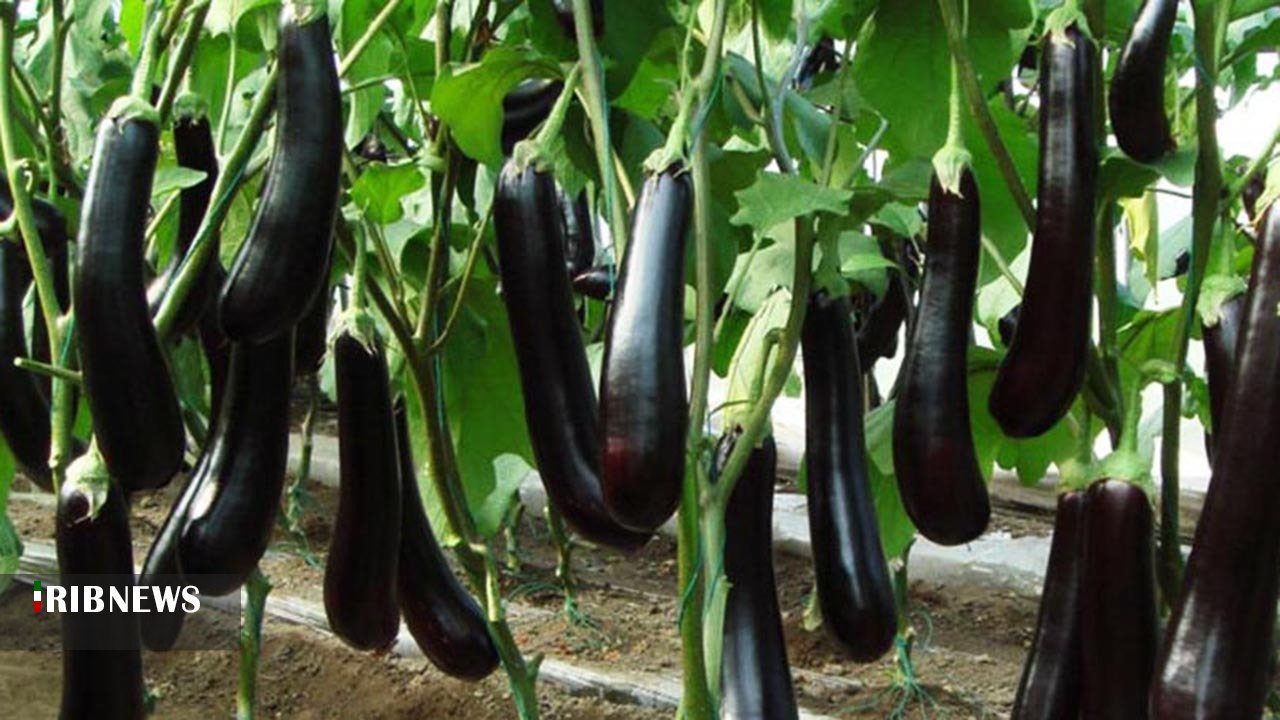 قیمت صیفی جات شکست / کاهش قیمت بادمجان