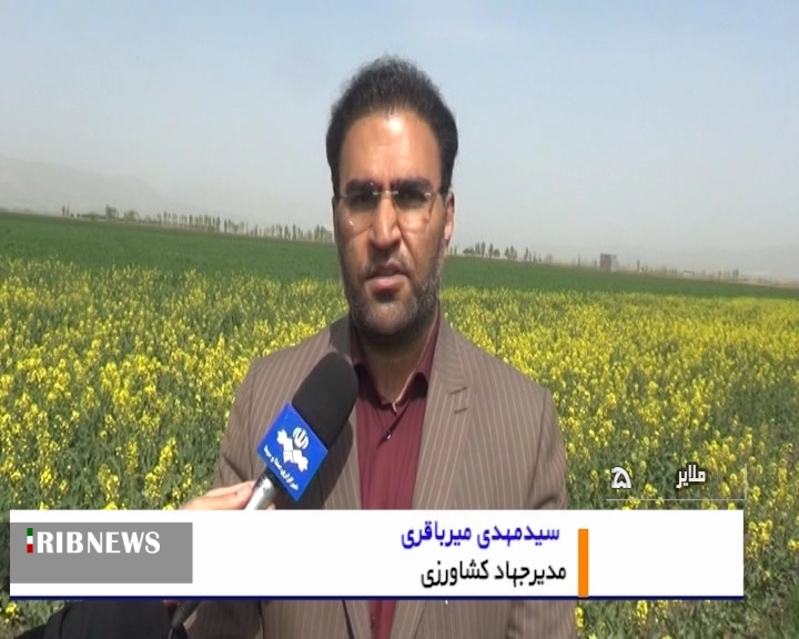 اجرای طرح نشاکاری کلزا در شهرستان ملایر