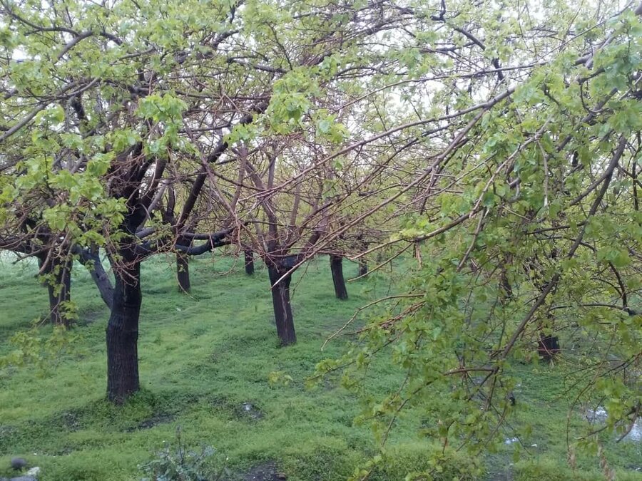 باغ‌های محله مهرپادین مهریز در آستانه نابودی فیلم