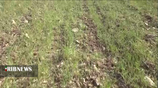 سایه سنگین خشکسالی بر سر لرستان