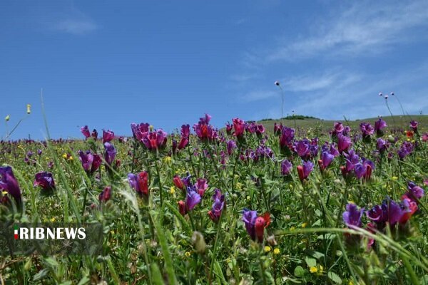 شناسایی ۳۱۵ گونه گیاه دارویی در اراضی ملی همدان