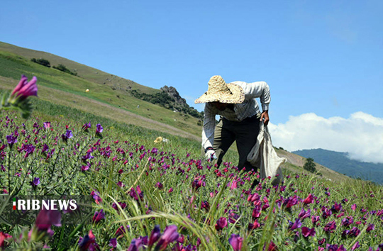 از برداشت غیراصولی گیاهان دارویی خودداری کنید