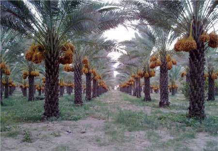 تولید بیش از ۱۶۵ هزارتن خرما در هرمزگان