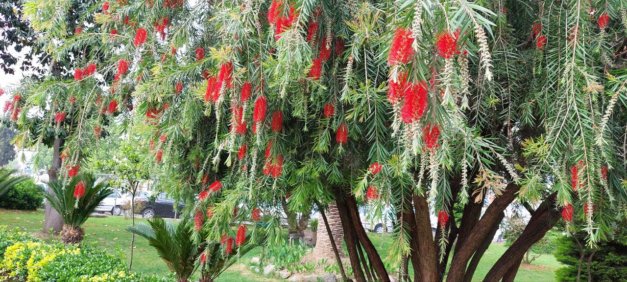 گرگ و میش هوای گیلان تا پایان هفته