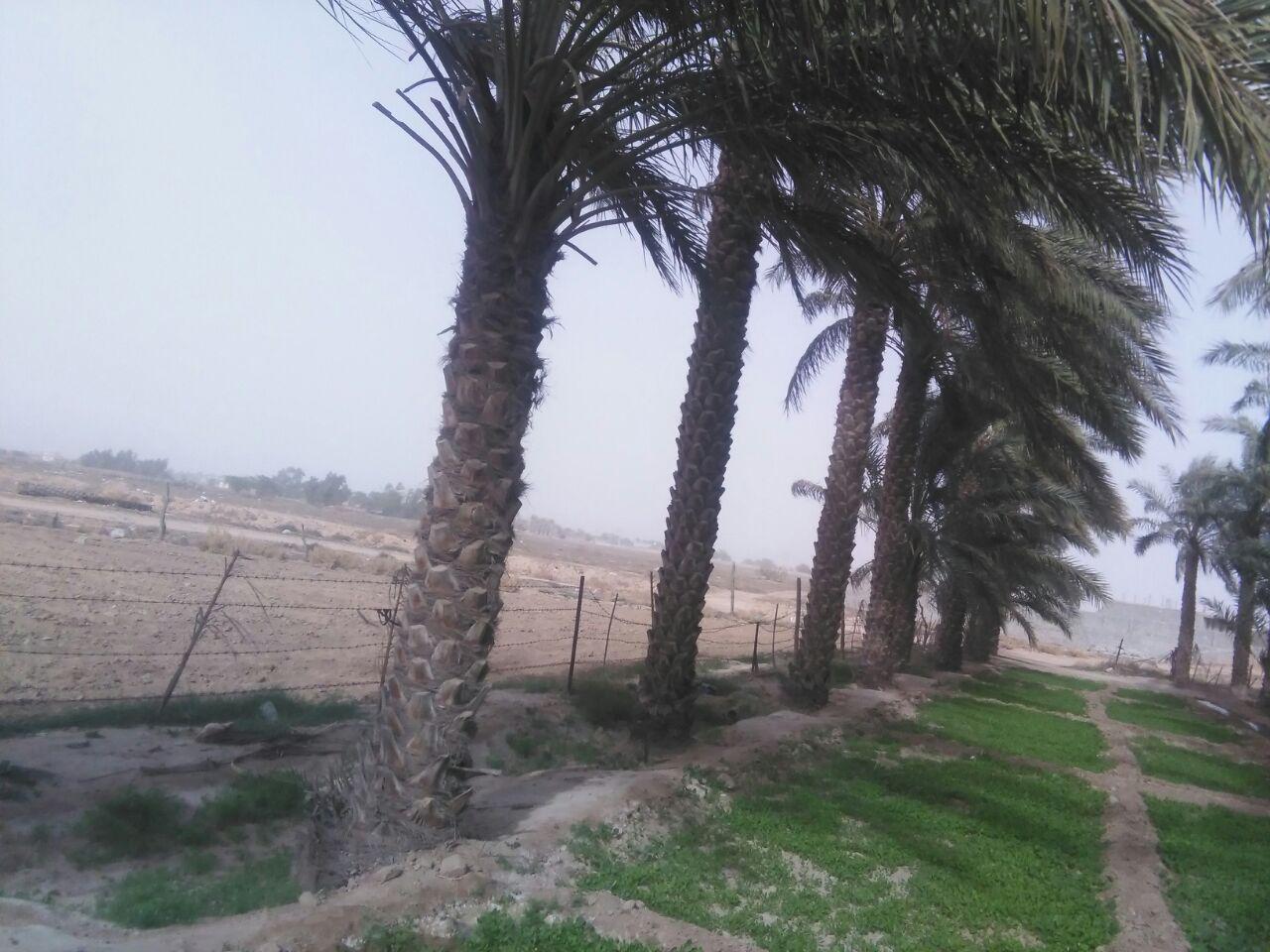 از بارش پراکنده باران تا گردوخاک در بوشهر