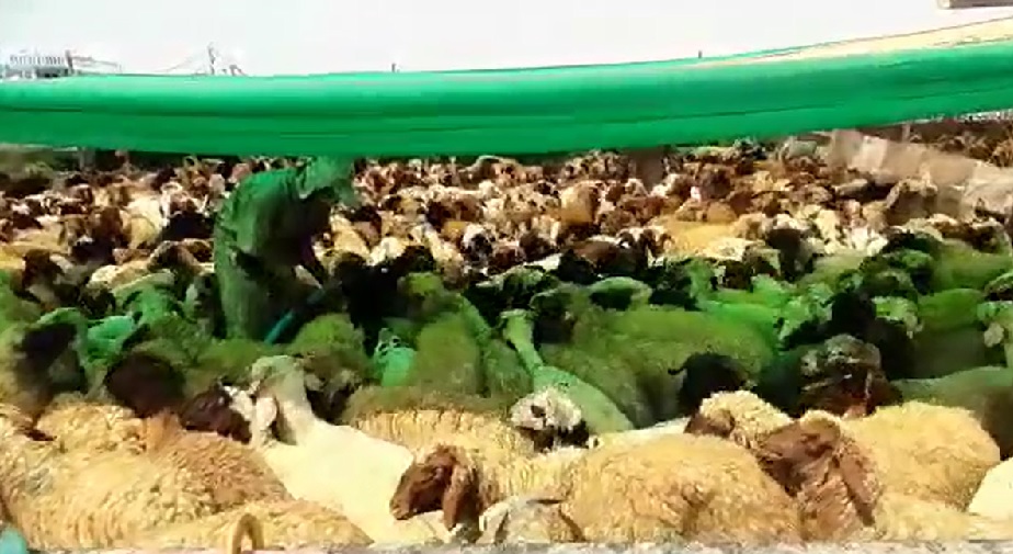 کشف ۹۲ رأس دام قاچاق در جزیره قشم