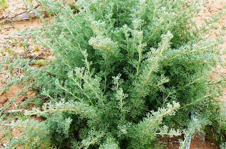 کاهش سرفه و سردرد با گیاه درمنه