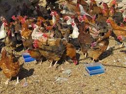 واکسیناسیون بیش از ۹۷ هزار طیور روستایی در کردستان