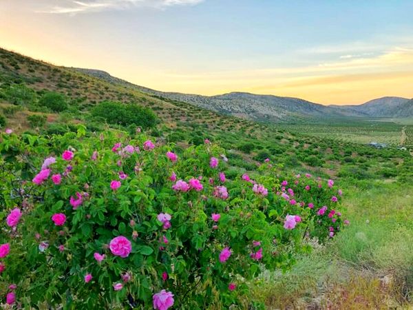 برداشت گل محمدی از بزرگترین دشت گل محمدی دیم جهان
