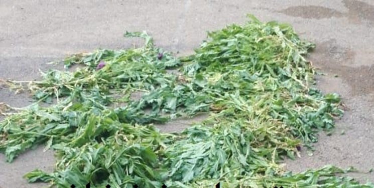کشف یک مزرعه خشخاش در یاسوج