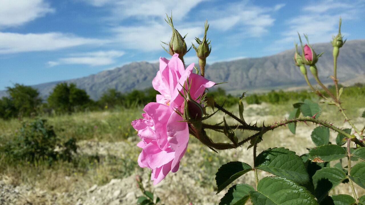 جشنواره‌های گل و گلاب به گردشگری البرز رونق می‌بخشند