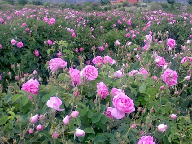 برداشت ۲۳۰ تُن گل محمدی در سبزوار