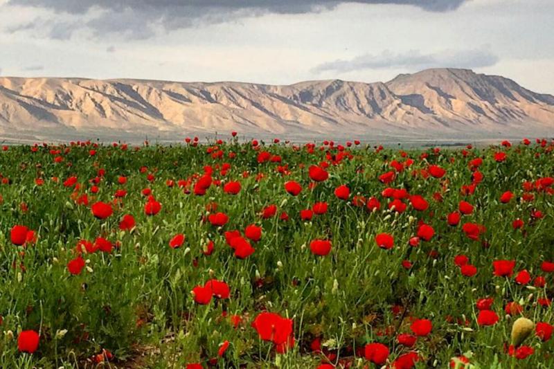 جشنواره گردشگری سفر به دشت شقایق کالپوش برگزار میشود
