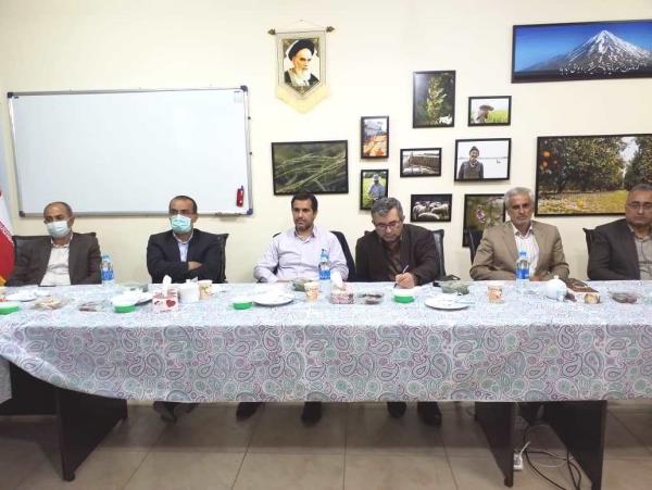 کشت قراردادی مرکبات و کیوی در مازندران