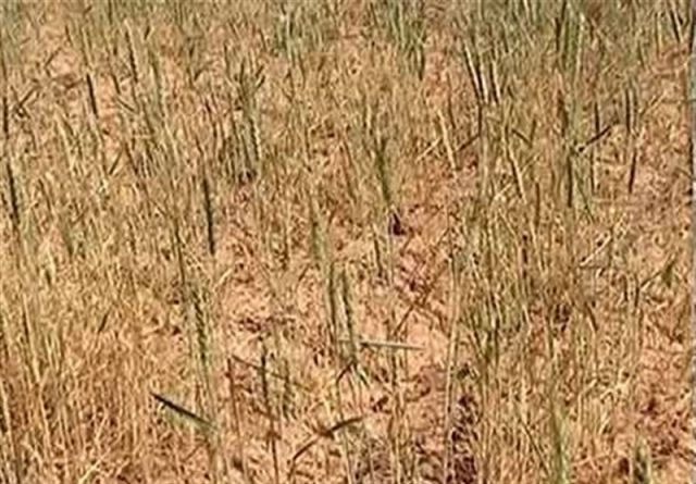 خسارت خشکسالی به گندمزارهای کازرون