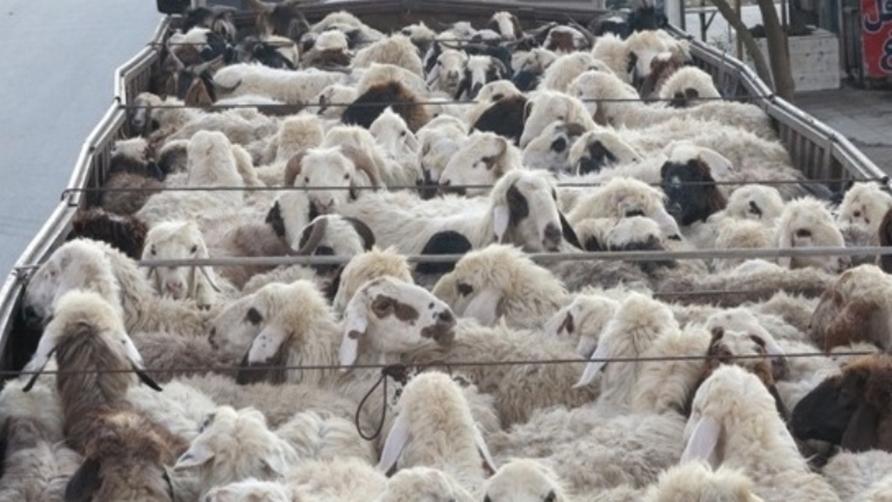 کشف ۴۰۴ راس احشام قاچاق در مرزهای دهلران