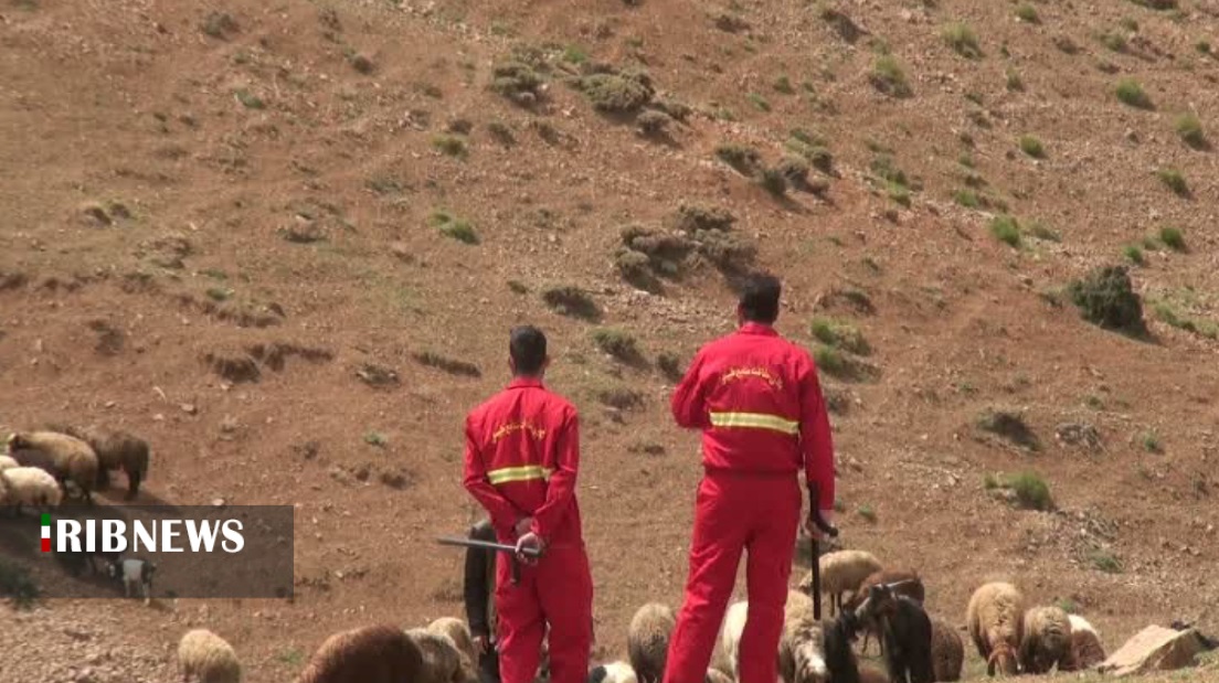 ممانعت منابع طبیعی قروه از ورود دام مهاجر به مراتع شهرستان