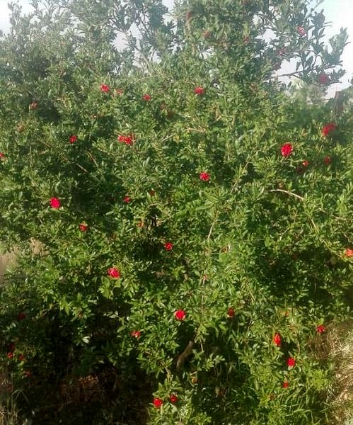 آغاز برداشت گلنار فارسی در سروستان