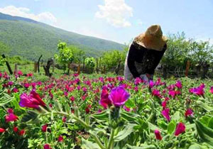 توسعه کشت گیاهان دارویی در زمین های شیبدار بهشهر