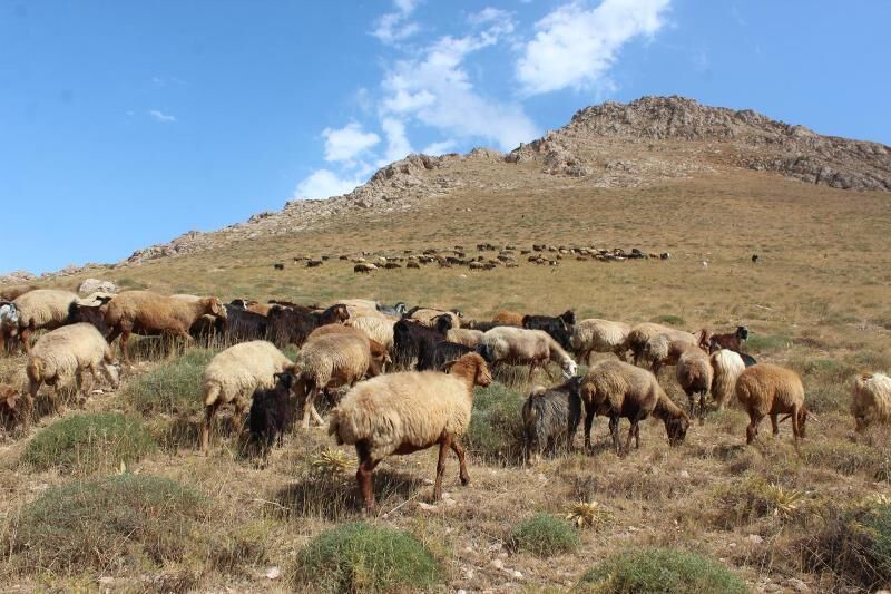 گرانی علوفه کمر دامداران را شکست