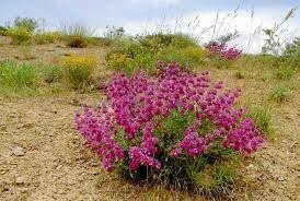پرداخت چهار میلیارد تومان برای توسعه گیاهان دارویی در خراسان شمالی