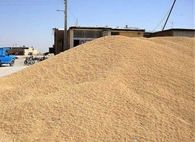 کشف 62 تن نهاده دامی قاچاق در نیمروز سیستان و بلوچستان