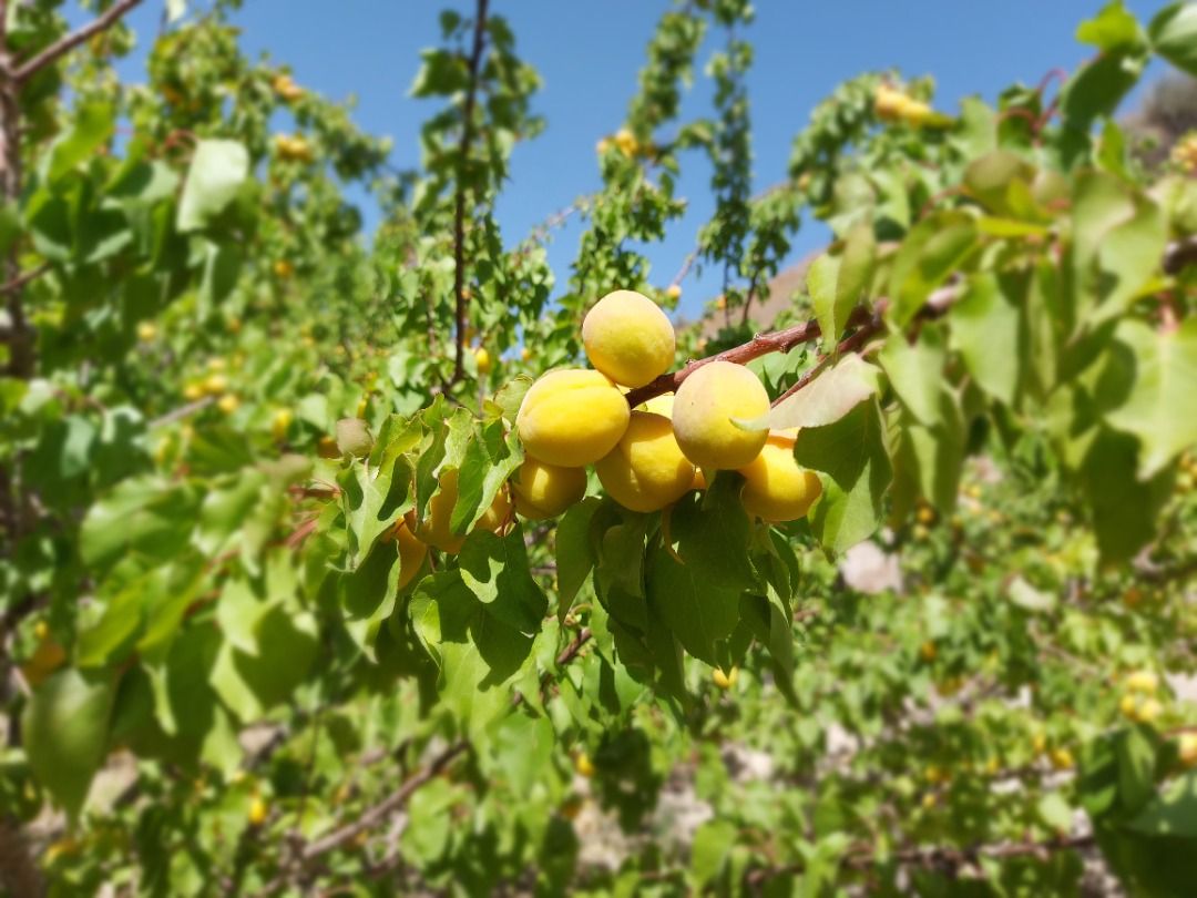 برداشت زردآلو از باغات سیستان و بلوچستان