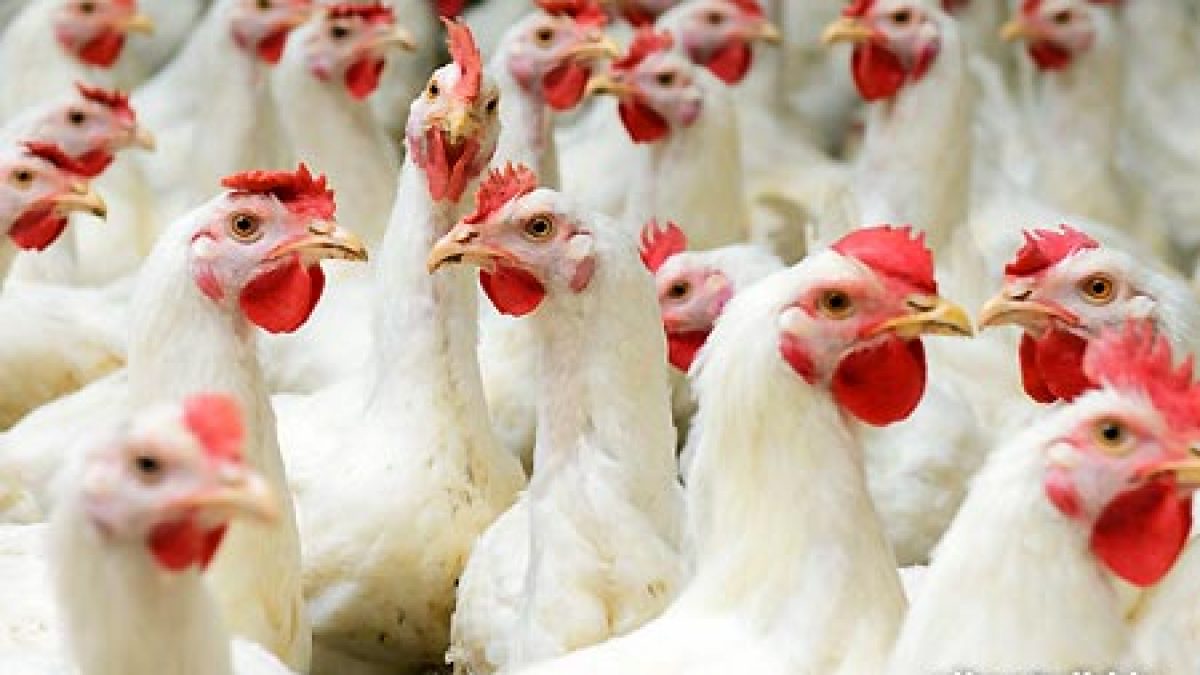 یک میلیون قطعه جوجهریزی در مرغداریهای مهاباد