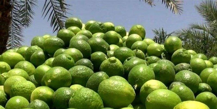 صادرات لیموی جهرم به ارمنستان
