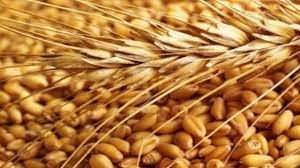 مشخص شدن قیمت خرید تضمینی گندم در استان یزد
