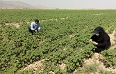 تولید سبزیجات سالم به همت بانوان روستایی مرودشت