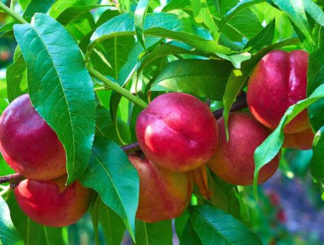 تولید بیش از ۲ هزار و ۷۰۰ تُن شلیل در بابل