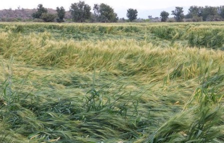 مزارع رستم زیر تیغ ناگهانی تگرگ بهاری