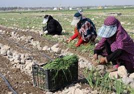 کشت ۴۰ هکتار پیاز درشهرستان اردل
