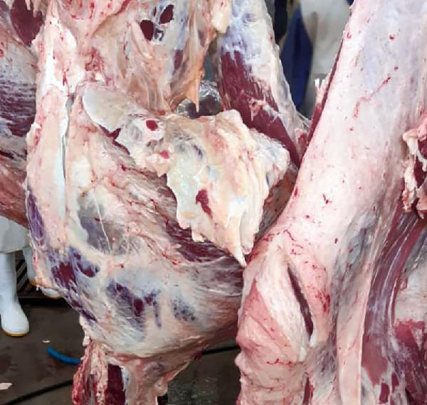 جمع آوری ۲۵۰ کیلوگرم لاشه غیر مجاز در کرمانشاه