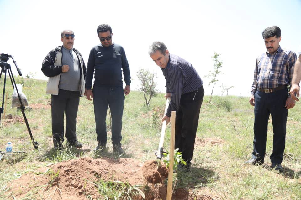 جنگل‌کاری یک گروه دوستدار طبیعت در الموت قزوین