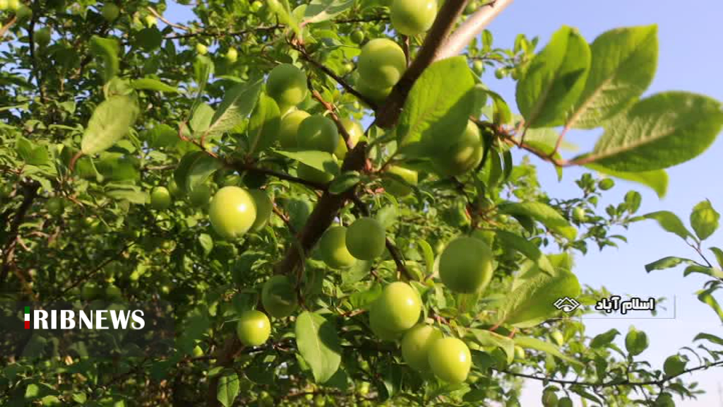 برداشت گوجه سبز از باغات بخش اسلام آباد