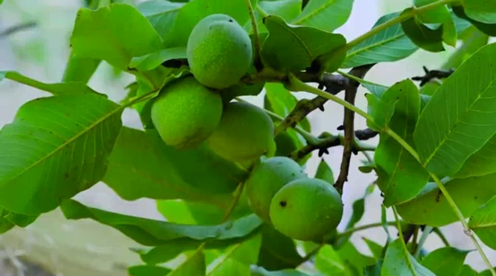 پیوند عمده باغات گردو به گونه تجاری چندلر