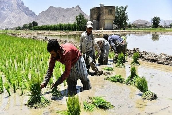 ممنوعیت کشت برنج و شلتوک در ایذه و توابع آن