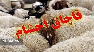 کشف ۷۰ راس دام قاچاق در چگنی
