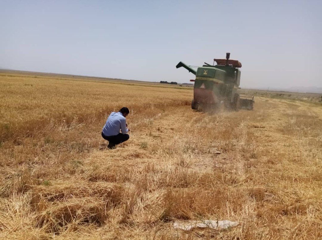 آغاز برداشت گندم از مزارع خواف