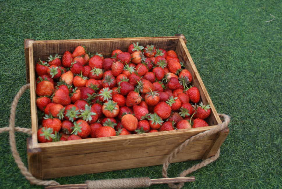 جشنوارهای با طعم خوشمزه توت فرنگی در رودبار