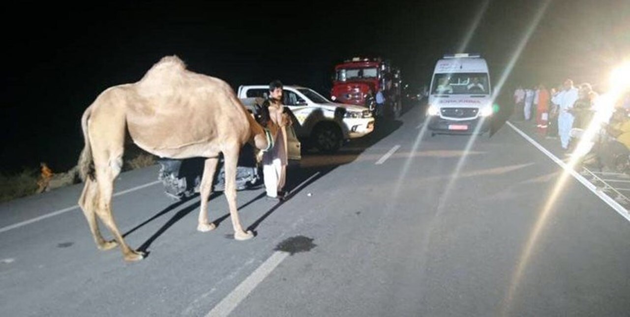 برخورد با شتر جان یک نفر را در سیریک گرفت