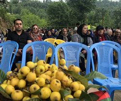 برگزاری جشنواره ملی ازگیل در رامسر