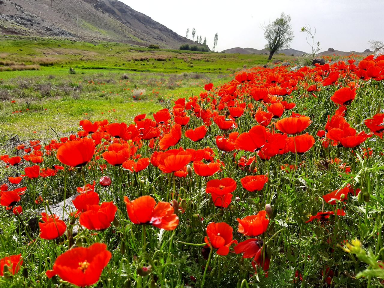 جلوه‌های بهار در مناطق روستایی بخش رخ